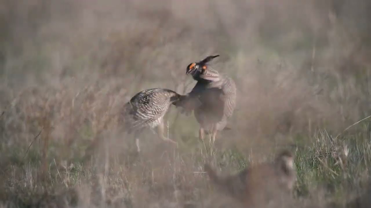 A friendly fight between two GPC  