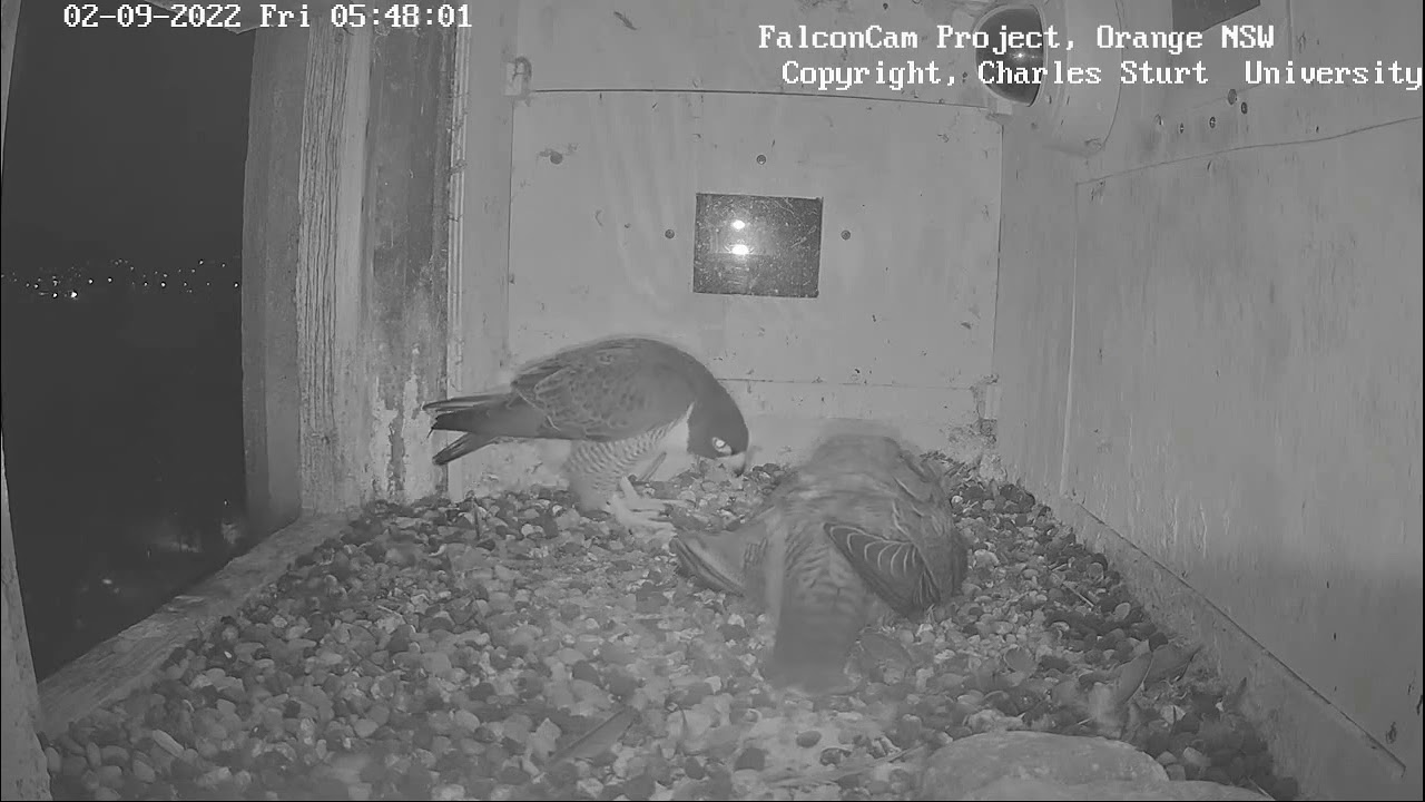FalconCam Project, Orange NSW: Xavier wants a turn, Di wants to sleep! 2022 Sep 2