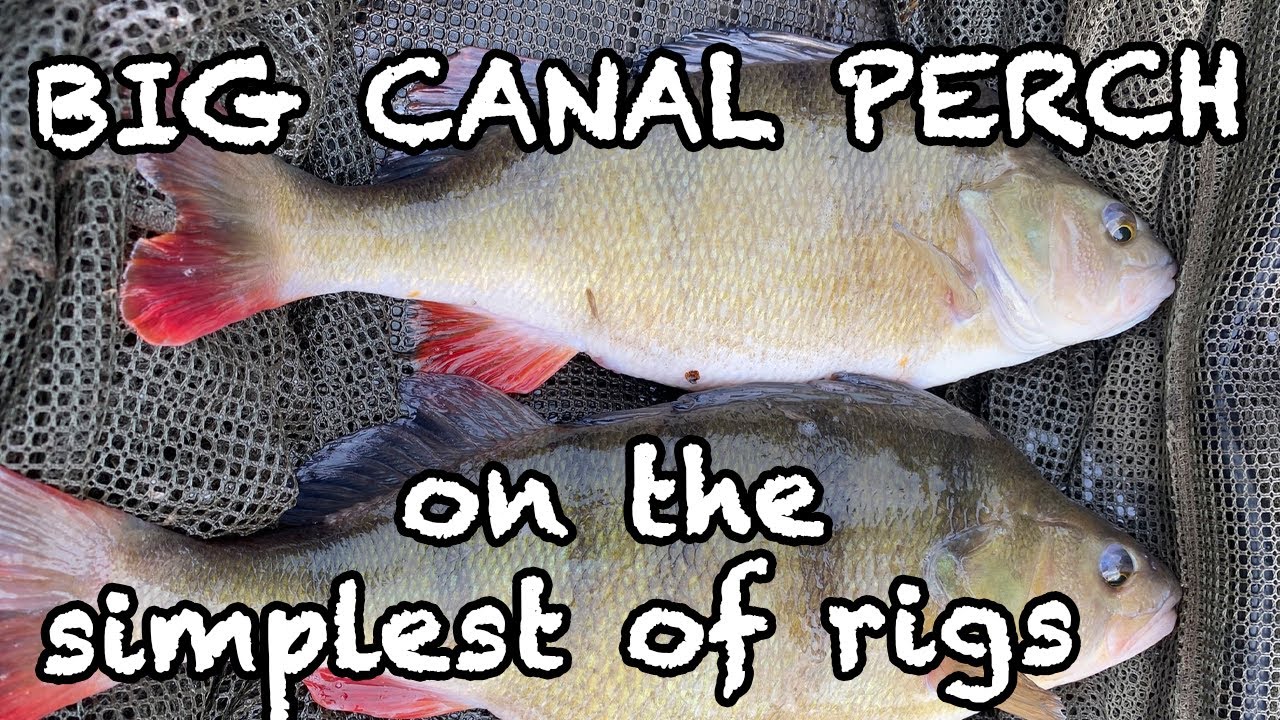Big Canal Perch on the simplest of rigs