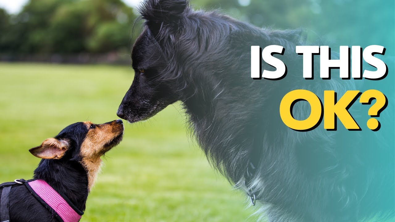 Navigating Dog Dog Interactions