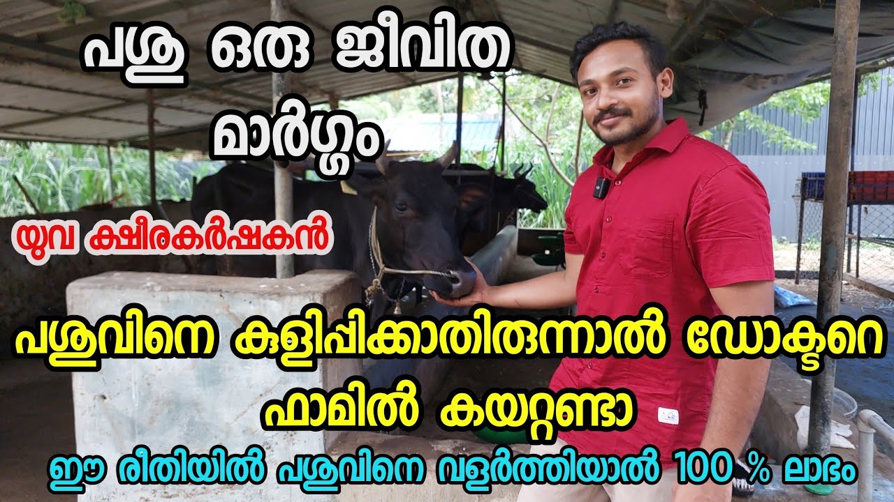 പശുക്കളെ കുളിപ്പിക്കാതിരുന്നാൽ ഡോകട്റെ ഫാമിൽ നിന്നും ഒഴിവാക്കാം| ക്ഷീരകർഷകൻ|dairy farming Malayalam