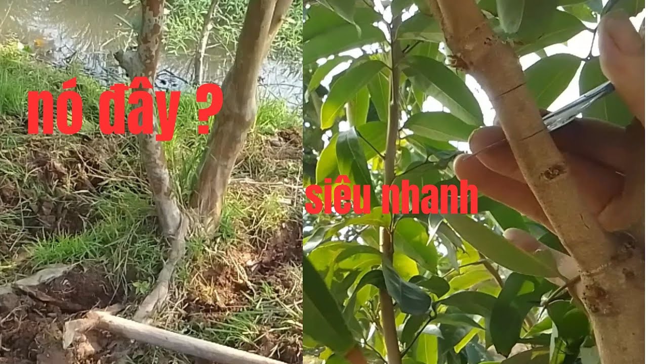 NGUYÊN NHÂN CÂY ỔI CHẾT HÀNG LOẠT ? CHẾ DUNG CỤ CHIÊT CÀNH NHANH ,ĐƠN GIẢN