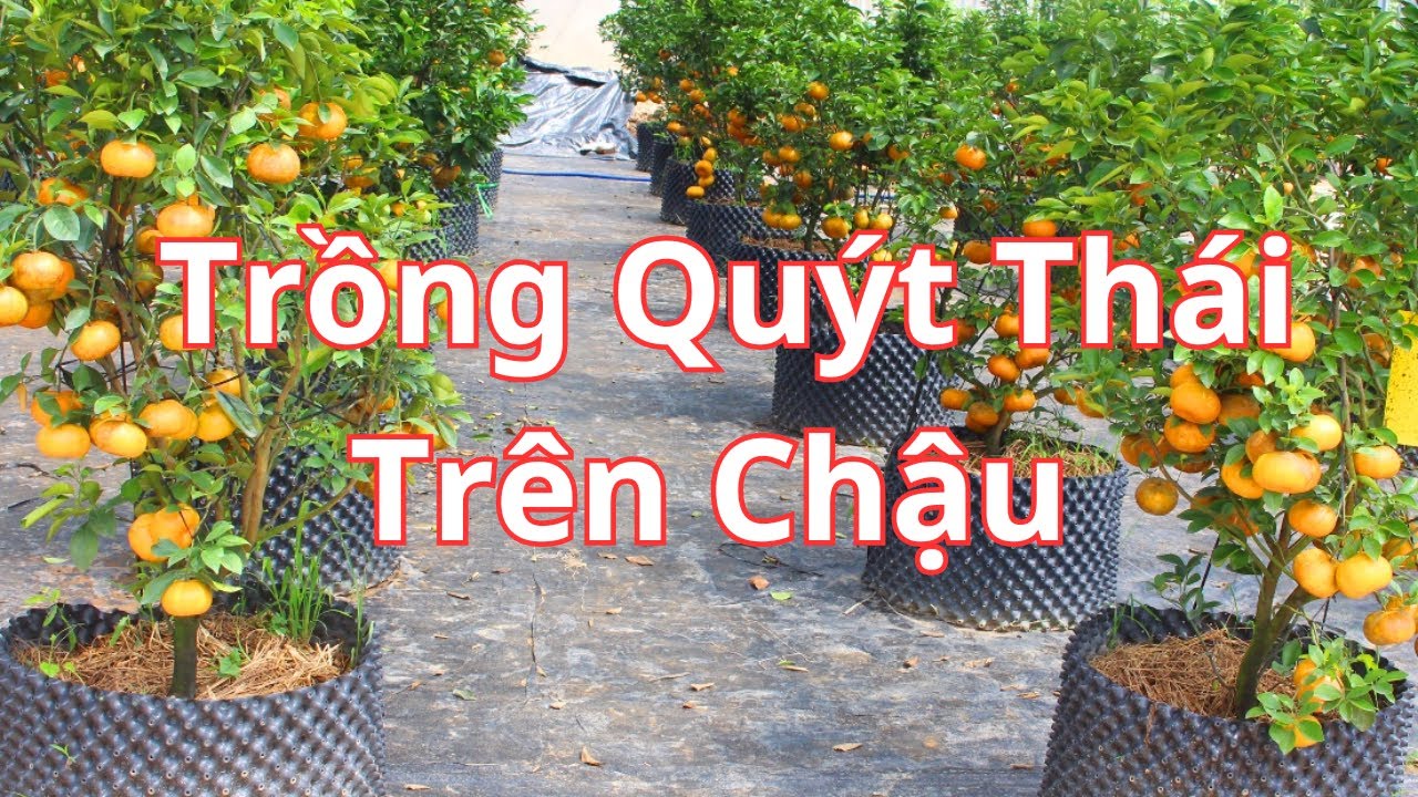 Kinh Nghiệm Trồng Quýt Thái Sai Trĩu Quả- Cây Trồng Vũ Tiến