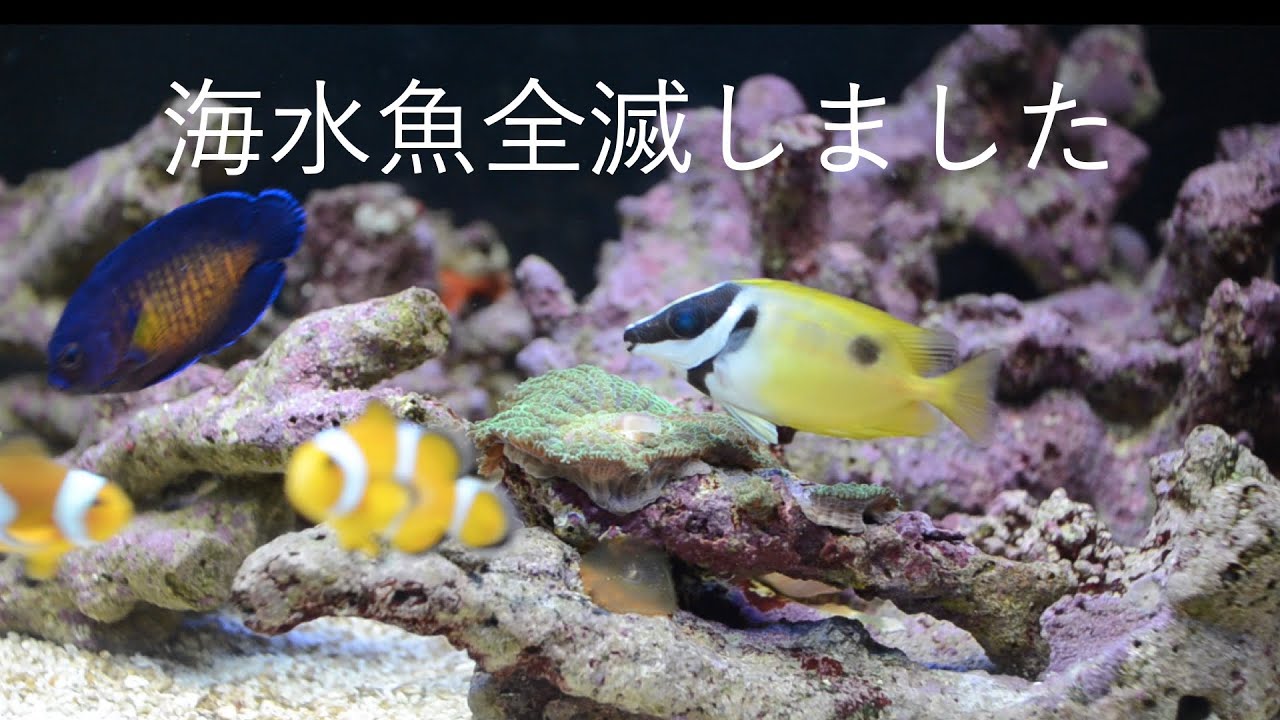 海水魚をみんな殺しました。 No.013