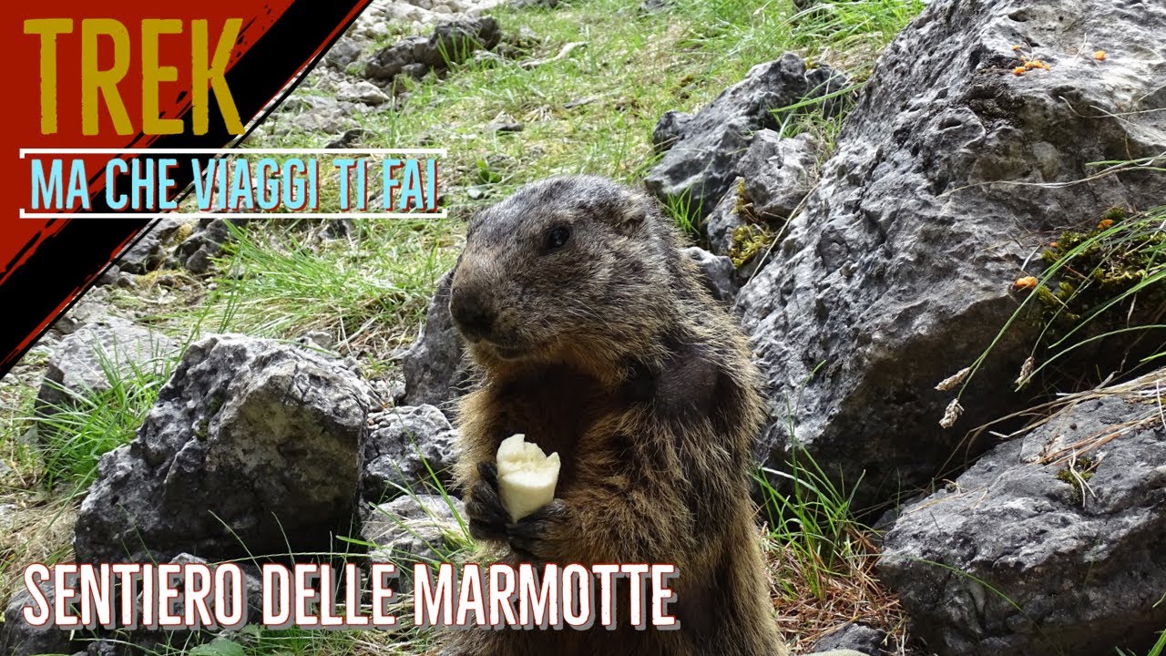 Il sentiero delle marmotte in val di Fassa