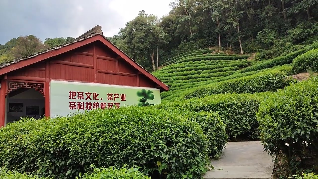 CHINY LONGJING plantacja herbaty Long Jing Tea