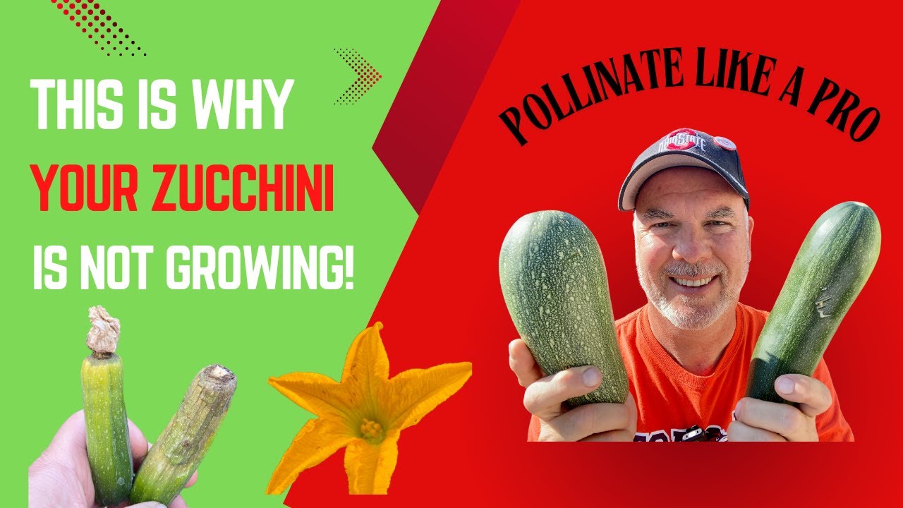 This Zucchini Trick Changes EVERYTHING! | Hand Pollinate for Huge Harvests 🍃💪