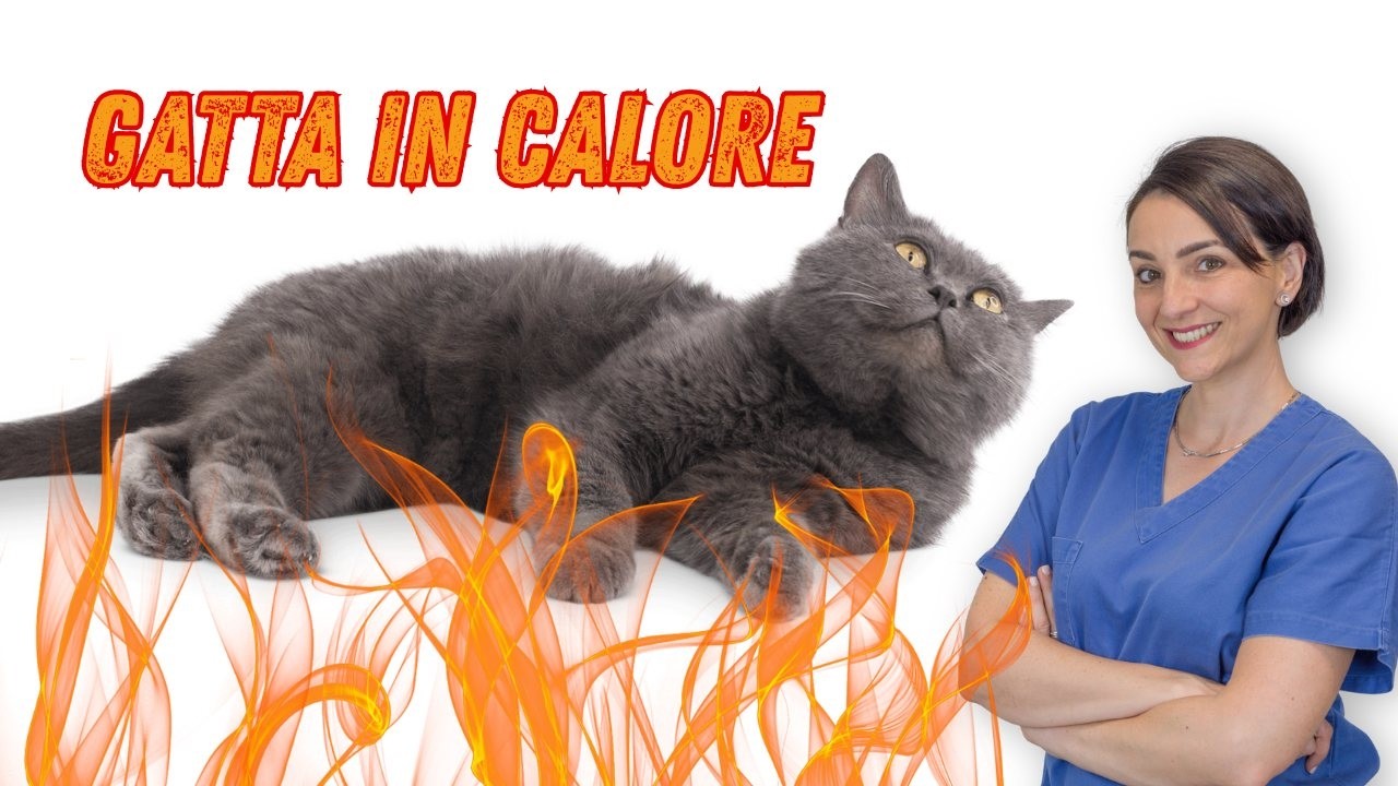 Gatta in calore: che fare?