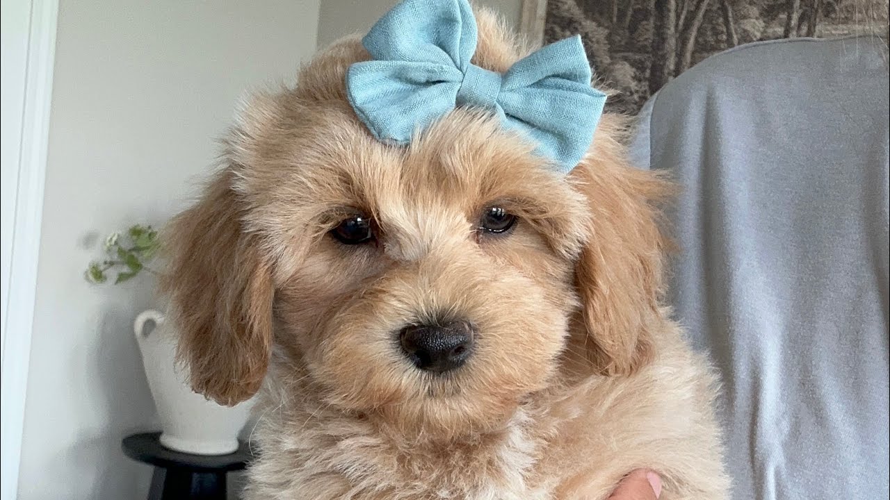 Ruby maltipoo puppies! Multipoo puppies, Teddybear puppies