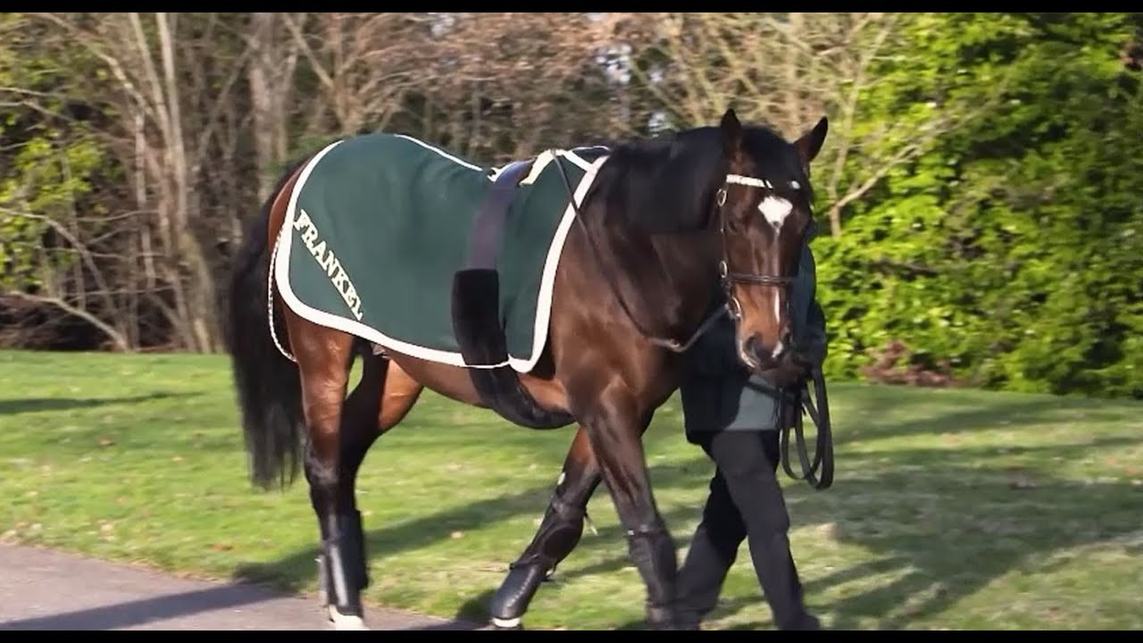Juddmonte Farms — за кулисами с Франкелем и Кингманом