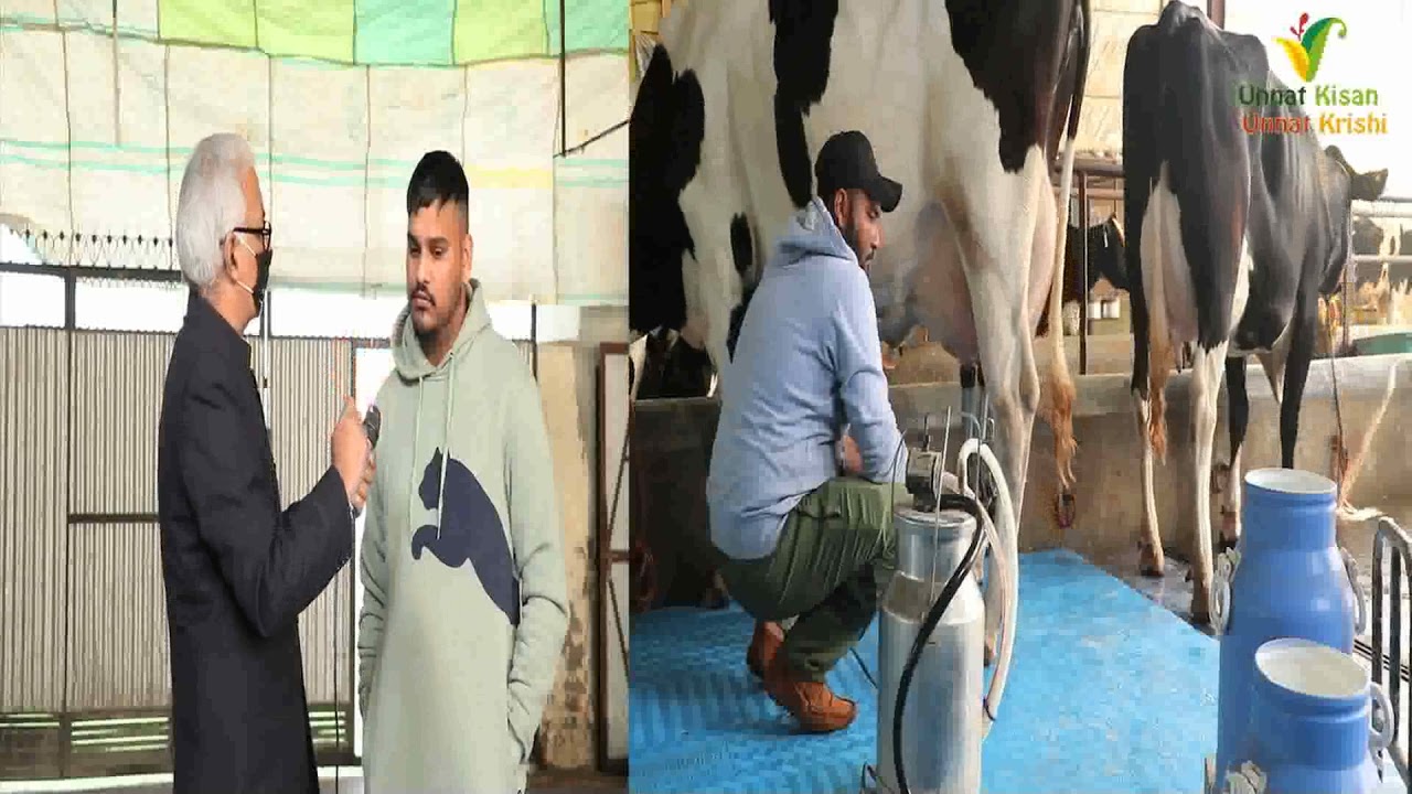 अजीत डेरी की 61 लीटर दूध देने वाली एच.ऍफ़ की मिल्किंग देखो |Ajit Dairy farm | Banga | Nawashehar