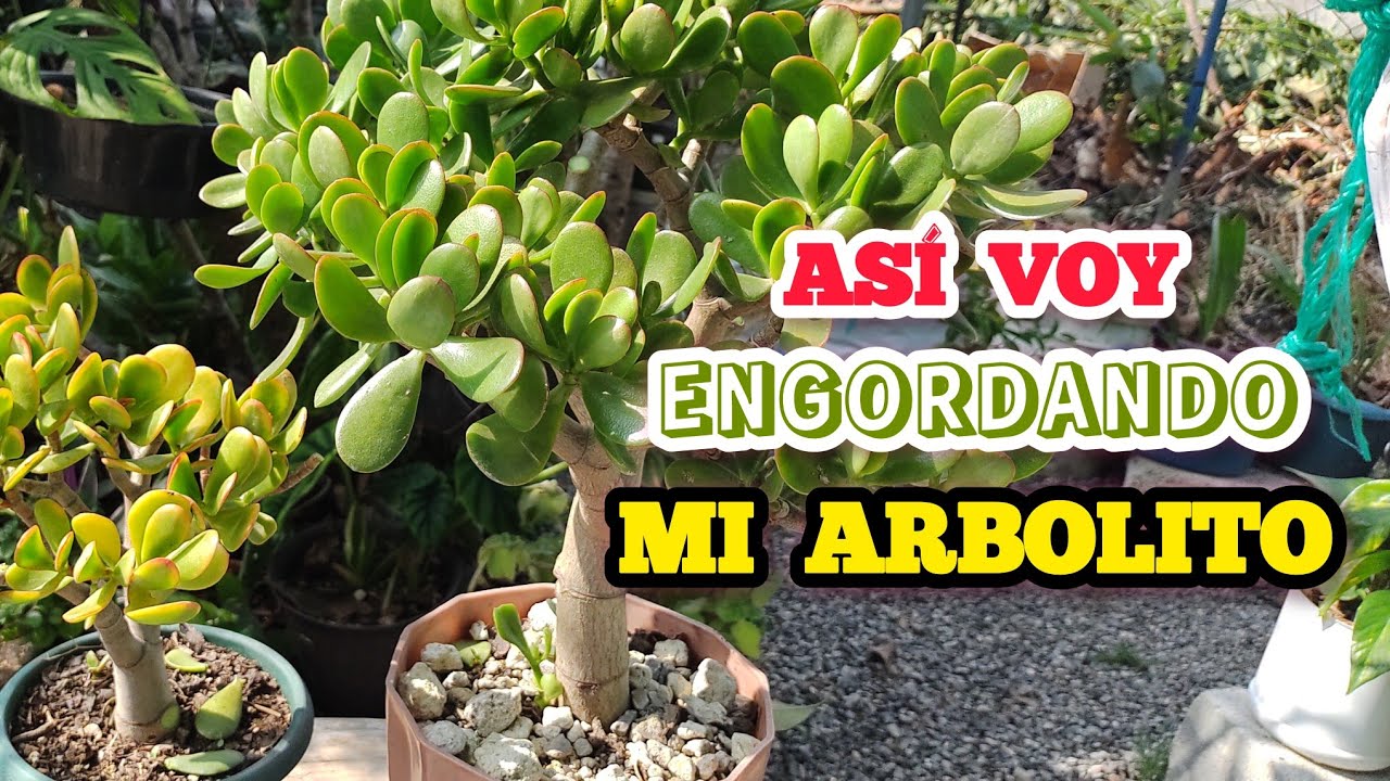 Cómo ENGORDAR el TRONCO de tu ÁRBOL DE JADE y CÓMO PODAR para que PAREZCA ARBOLITO