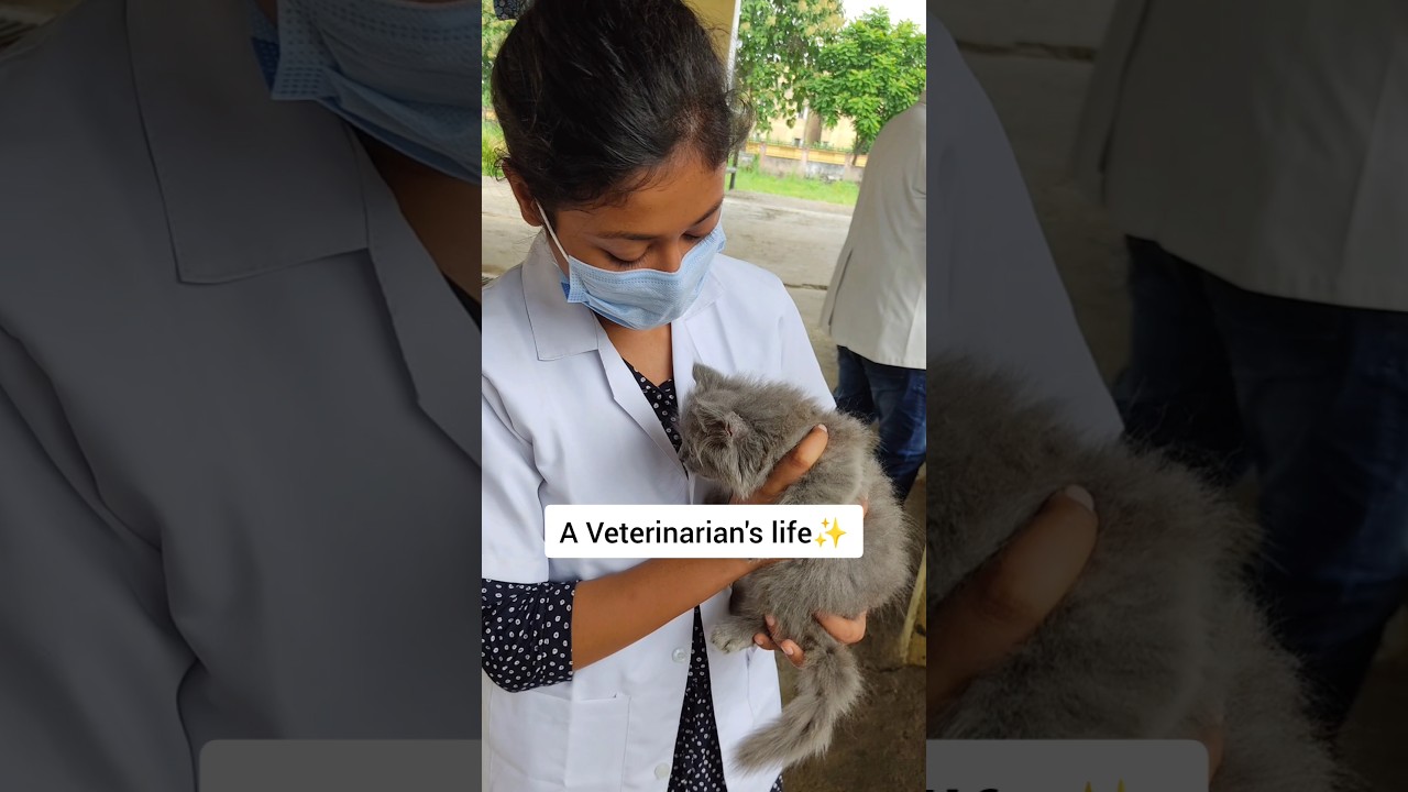 Into a Vets life 