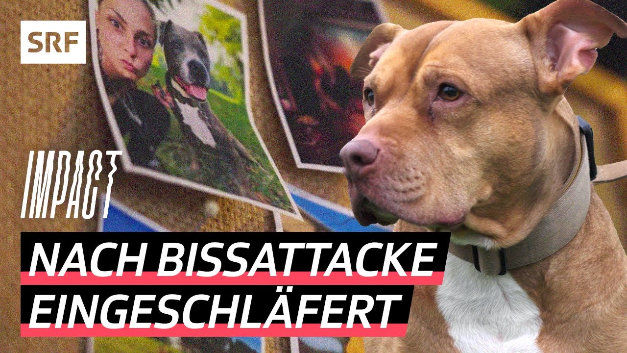Hundeattacke – Wie kommt es bis zur Einschläferung? | Impact | SRF