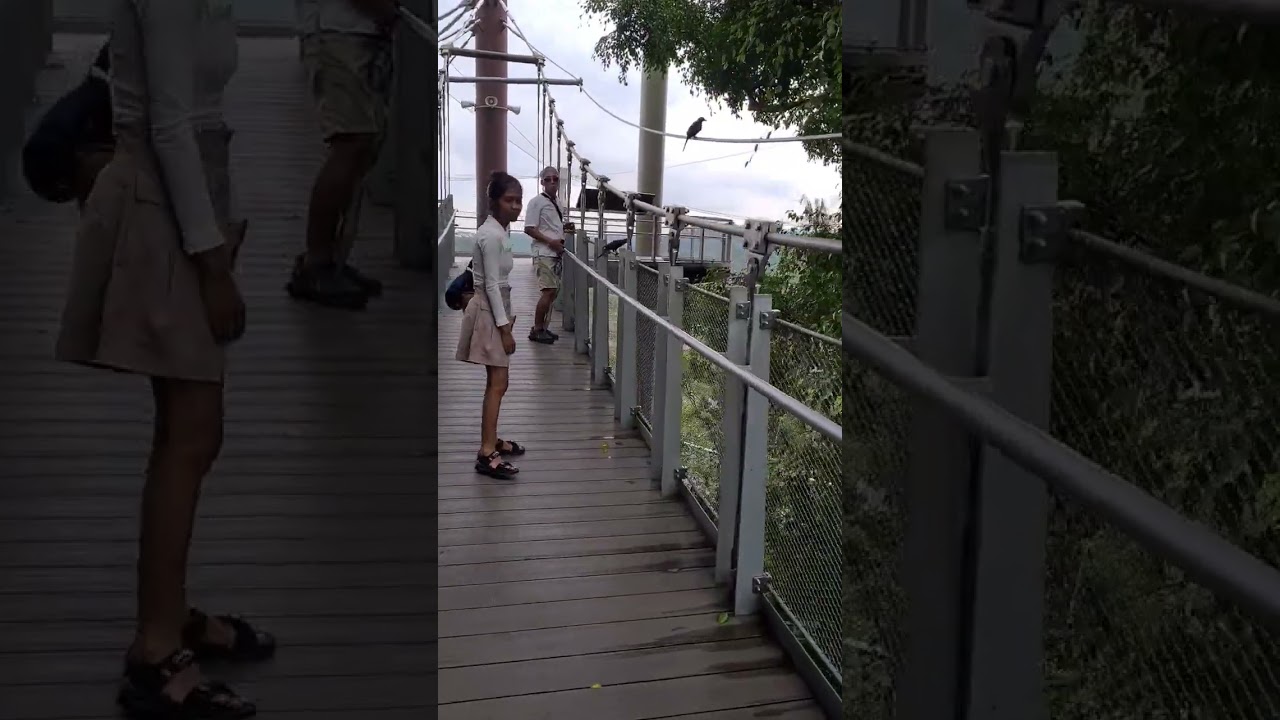 Bird Paradise at 20 Mandai Lake Road Singapore 19 July 2023 video 38