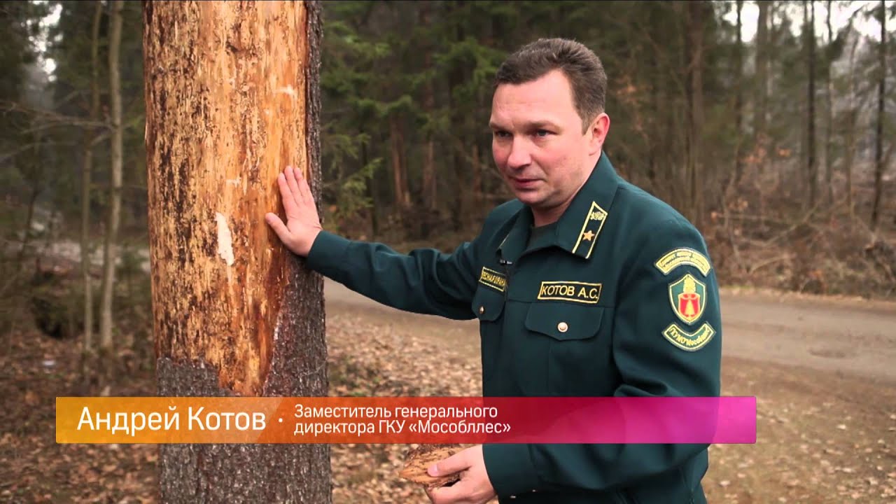 Лесовосстановление