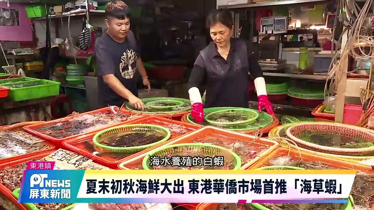夏末初秋海鮮大出 東港華僑市場首推「海草蝦」