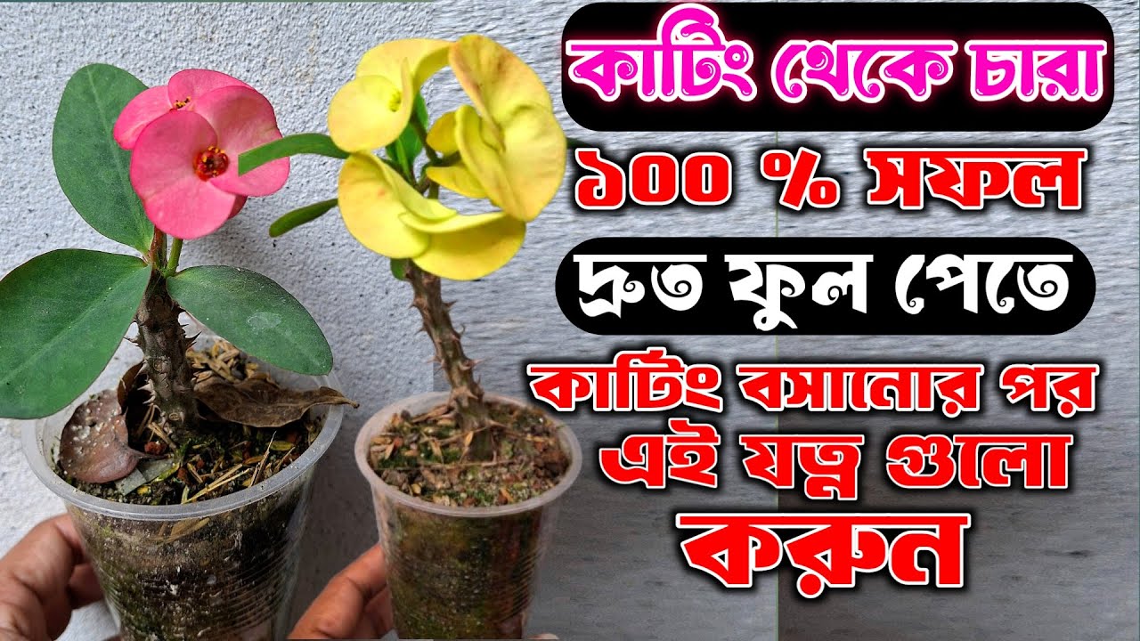 কাটামুকুট কাটিং থেকে ১০০% সফল চারা | কাটিং বসানোর পর যত্ন ও পরিচর্যা | চারা হবে না? ১০০% সম্ভব!
