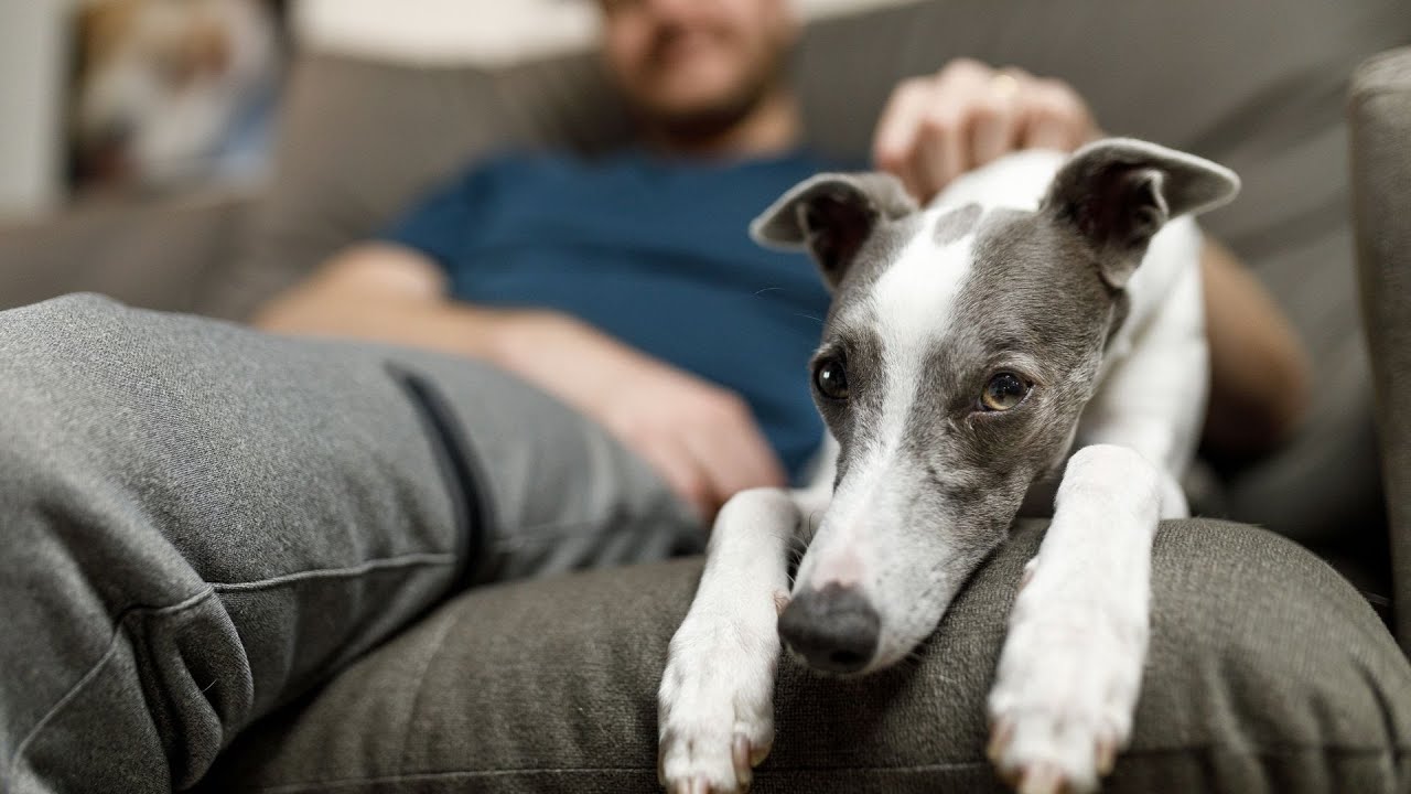 How to Prepare for a Whippet Health Checkup