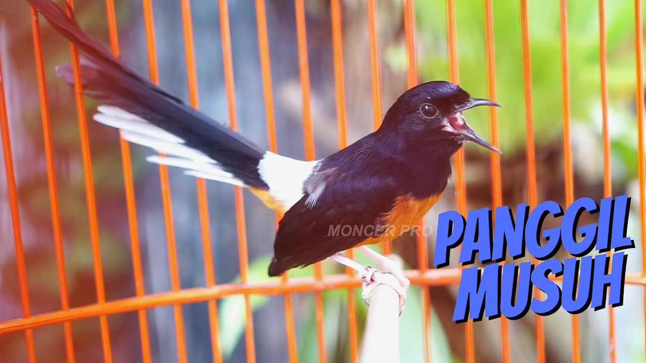 PANCINGAN MURAI BATU GACOR SIANG HARI EFECTIF bikin EMOSI MURAI MANAPUN AUTO IKUT BUNYI #51