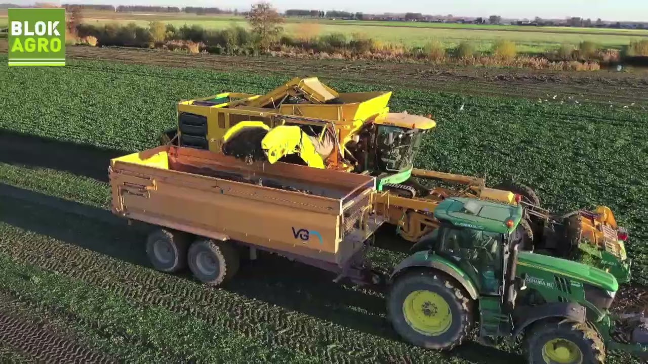 Celeriac harvest