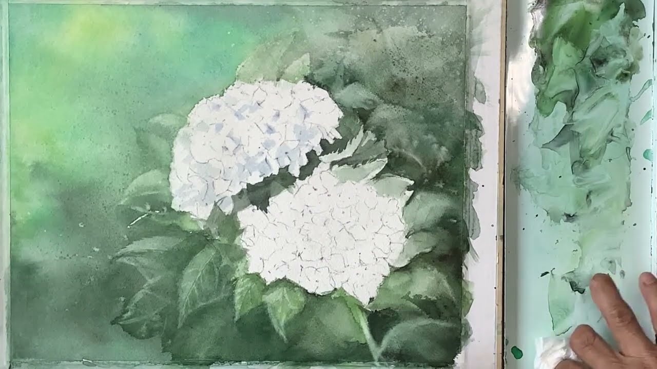 【透明水彩で描く】紫陽花の白い花　2022年6月
