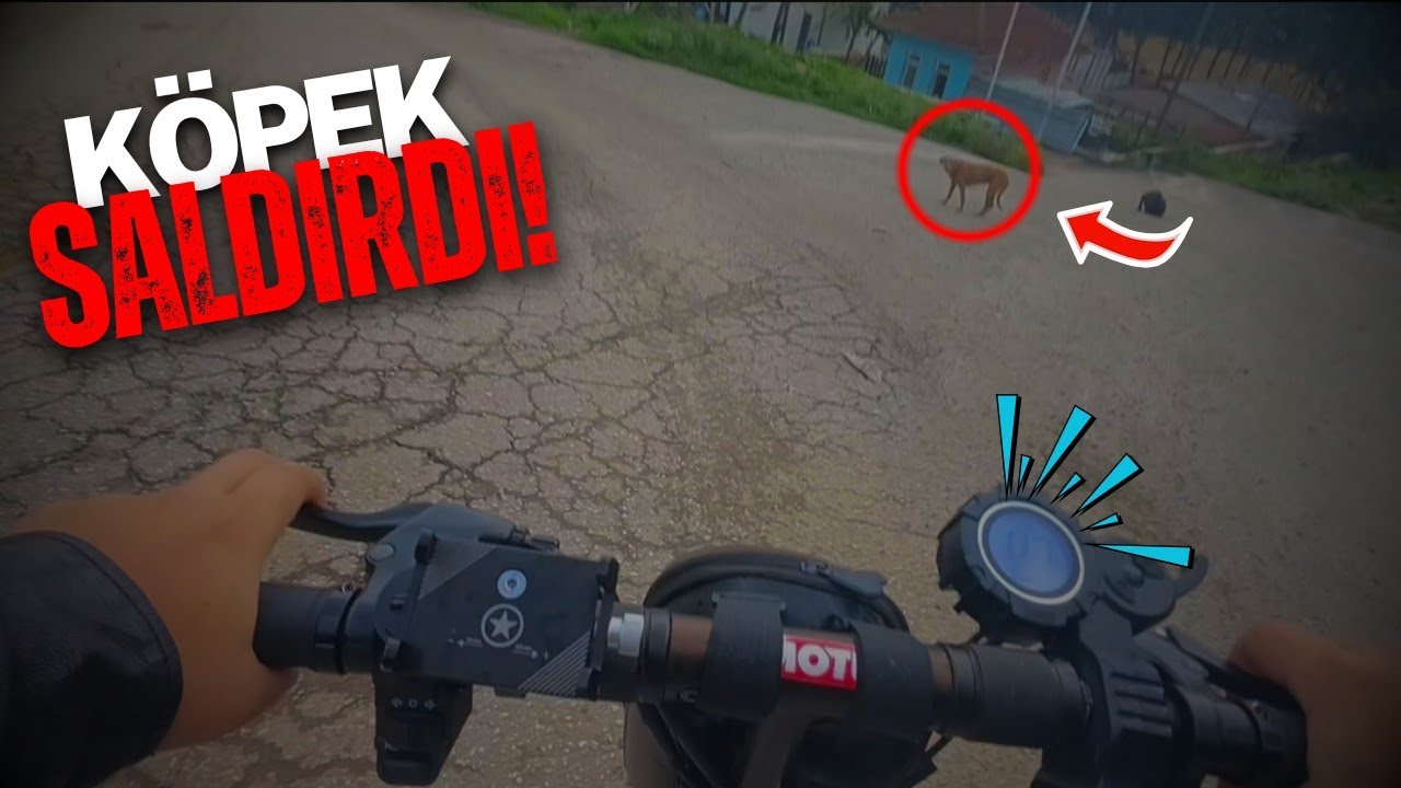 30 TANE KÖPEK SALDIRDI !! (ÖLÜYORDUM) 😱 SCOOVLOG #3
