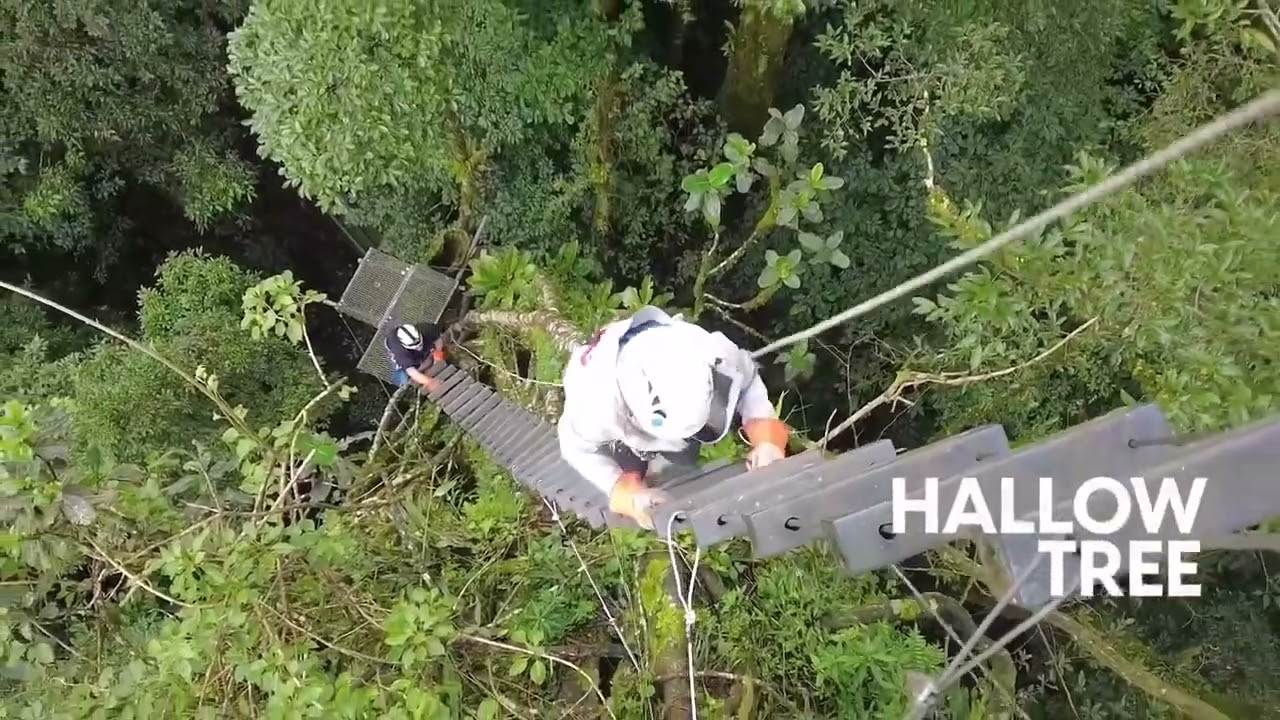 The Original Canopy Tour