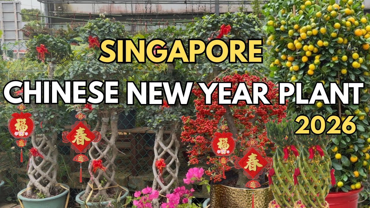 🍊 Beautiful Chinese New Year Plant Collection | Chinese New Year Plant Shop Tour 2026