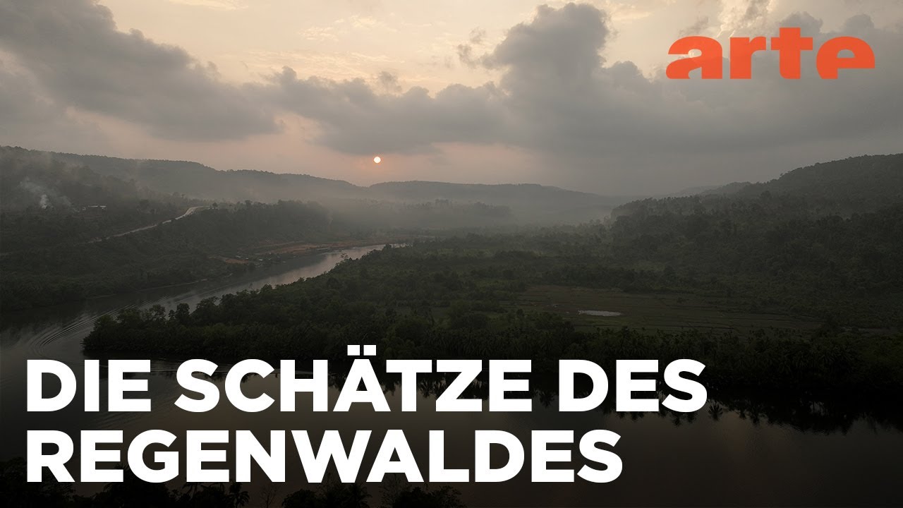 Die Rückkehr der Königsschildkröte | Kambodschas größter Regenwald | ARTE Fernweh