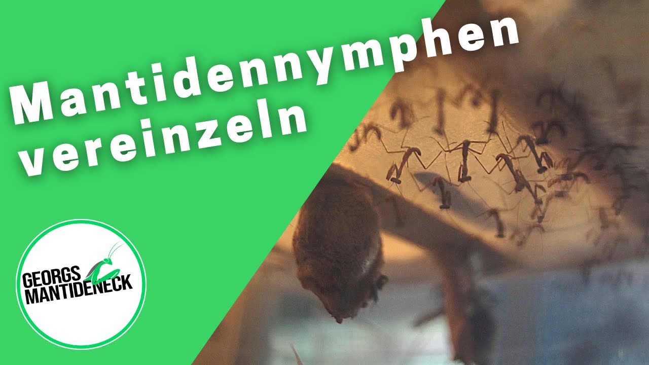Mantidennymphen nach dem Schlupf vereinzeln - Hierodula majuscula (Australische Riesenmantis)