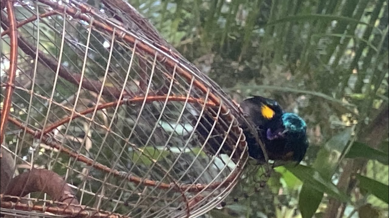 Bẫy tía ô ngày 21 trúng luồng bổi đá lia lịa