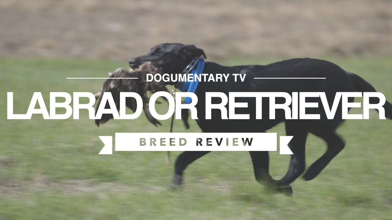LABRADOR RETRIEVER BREED REVIEW