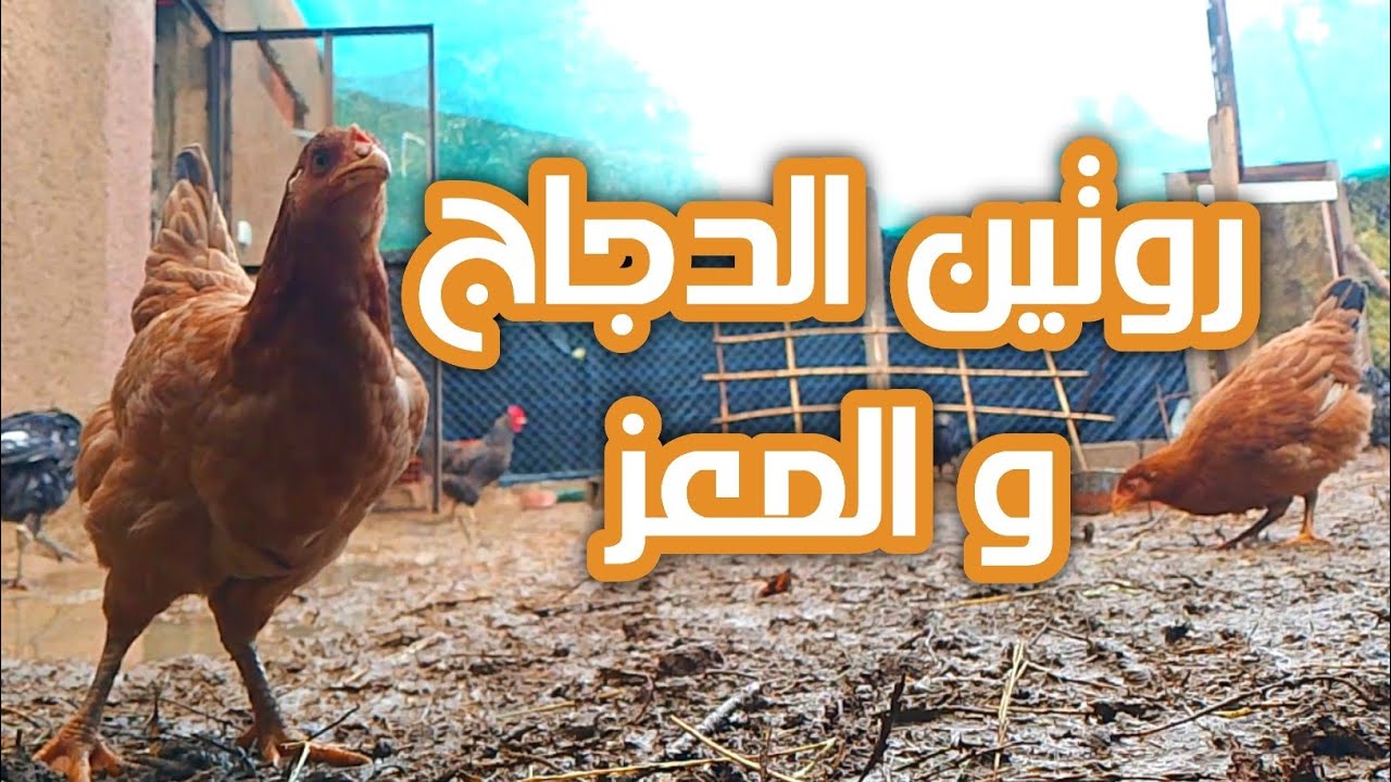 حياة الريف الجبلية | تربية الدواجن والماعز
