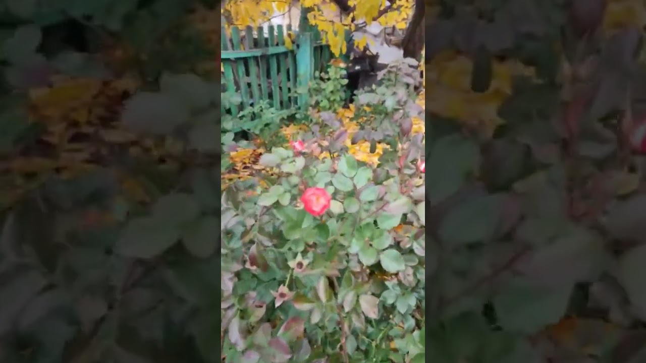 November rose — Scarlet Meillandecor in bloom ✨ 3 November 2025 