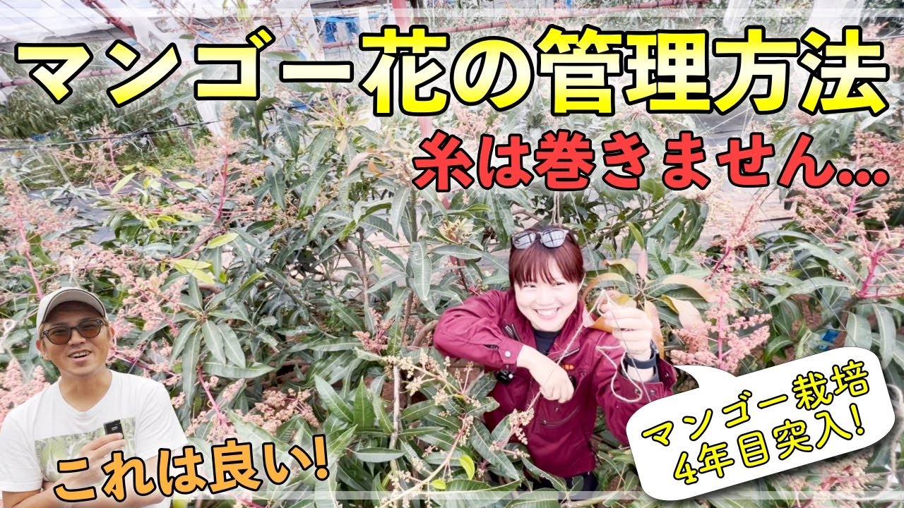 マンゴー花の吊り方・管理方法！マンゴー栽培4年目突入の農家さんに心境を聞いてみた