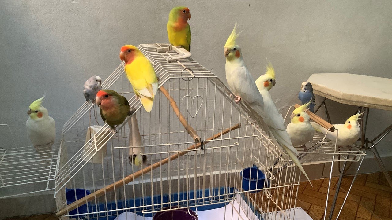 Aves soltas dentro de casa Calopsitas Agapornis e Periquitos parte 1
