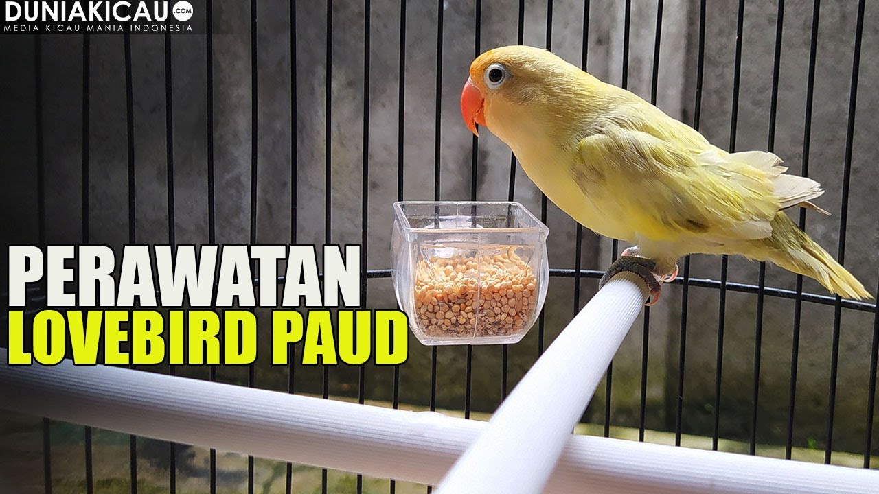 PERAWATAN LOVEBIRD PAUD SINGLE FIGHTER