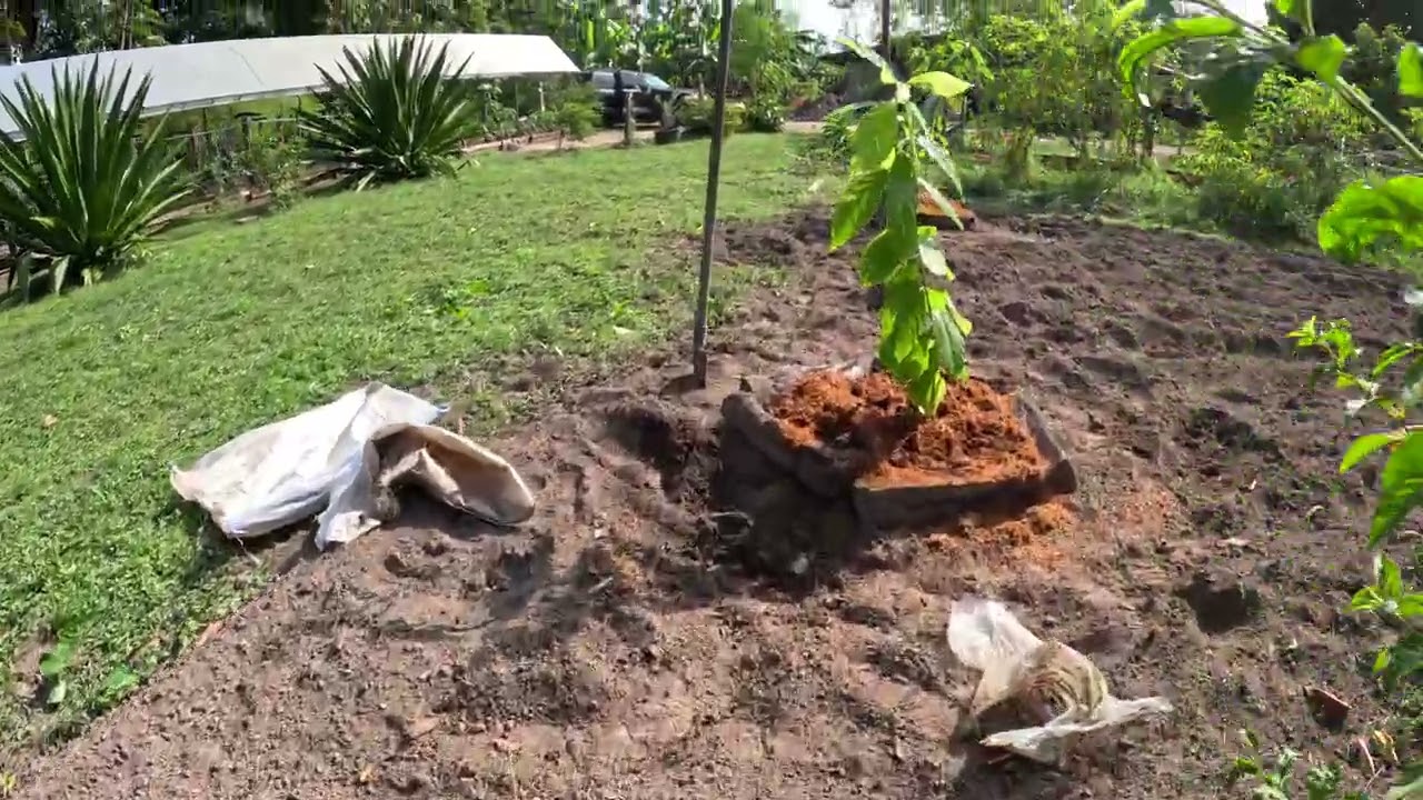Avocado Saplings; Getting them good & watered in!