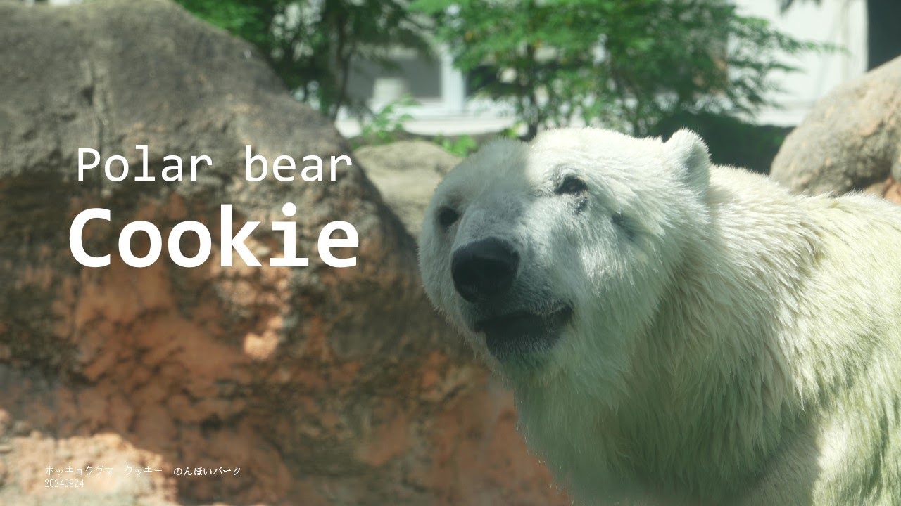 Polar bear 