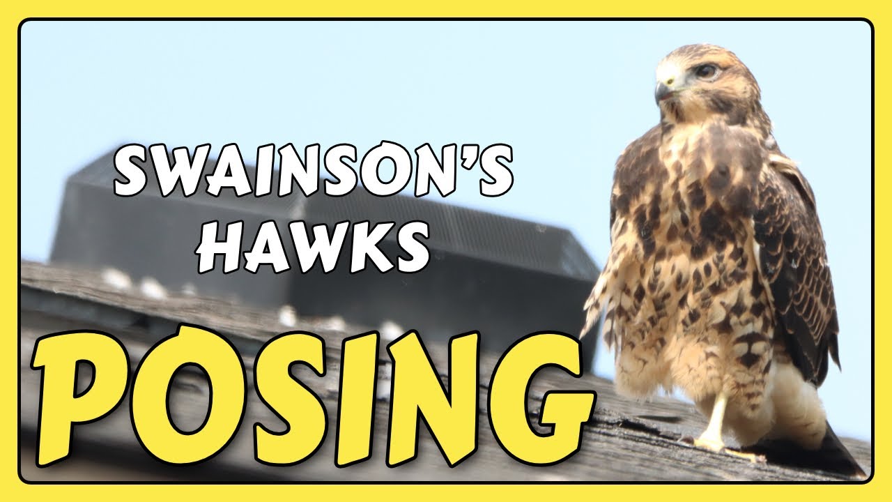 Swainson's Hawk Preening & Posing | grafxbylisa