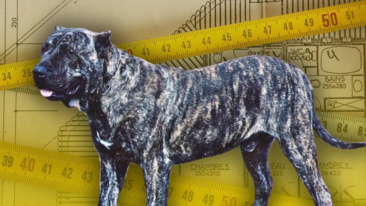 Presa Canario, solo un patrón racial