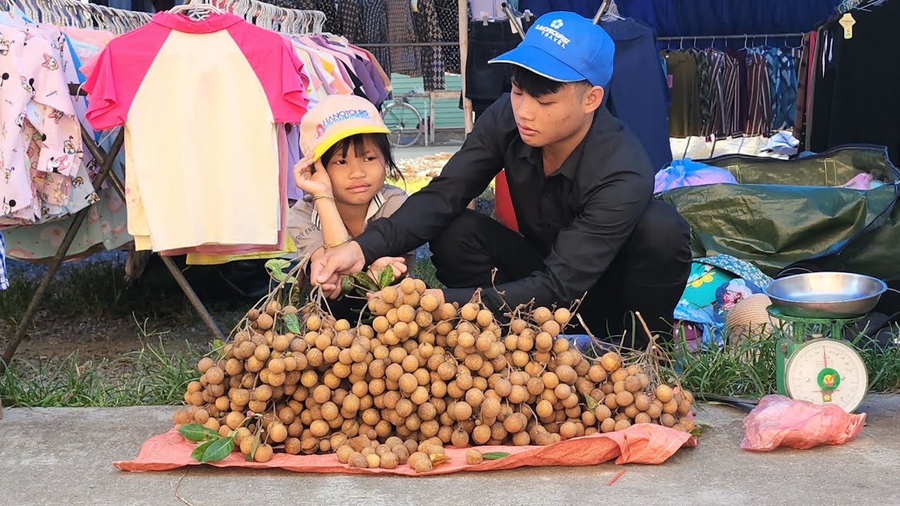 Two poor brothers picked longans to sell and had a difficult life - Ly Ton Quang