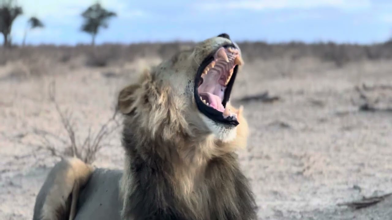 Kalahari Lion