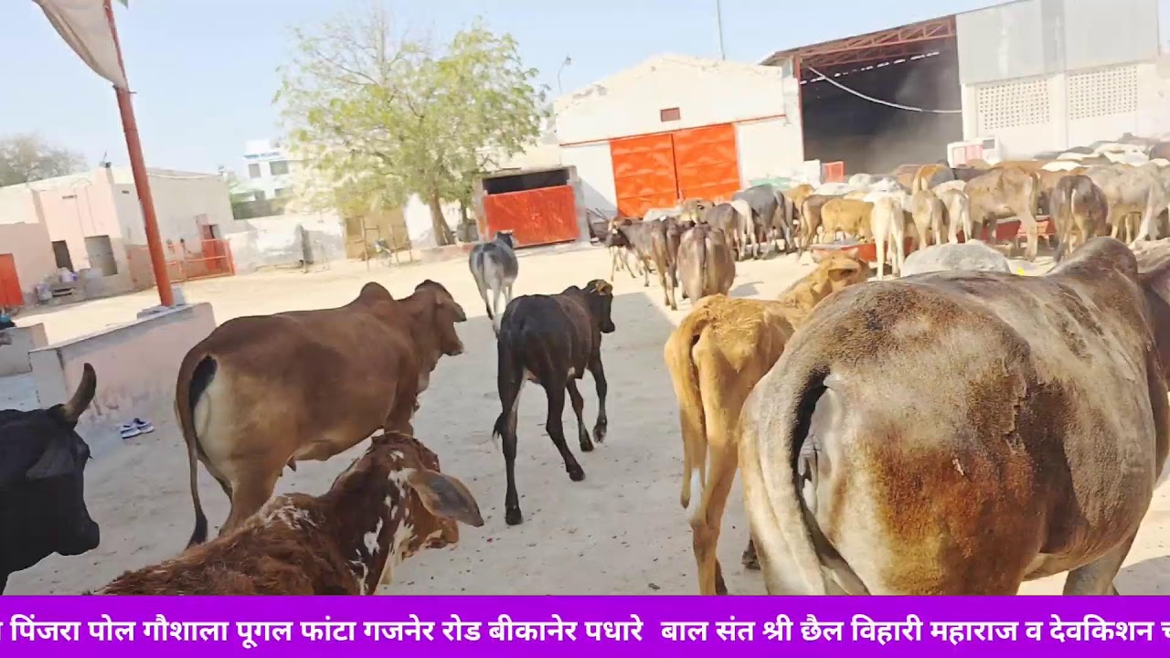 श्री गंगा जुबली पिंजरा प्रोल 26/02/26 गौशाला में आज का आनंद