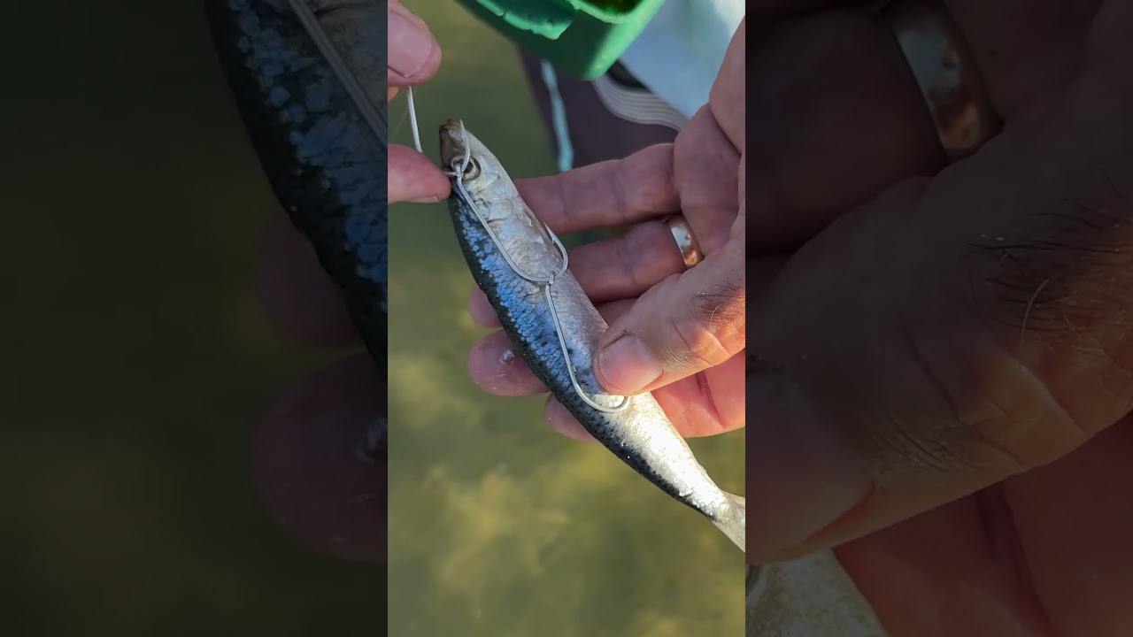 The EASY way to RIG whole pilchards on ganged hooks!