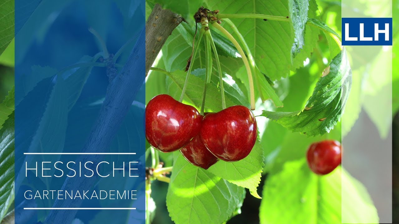 Pflanzenschutz am Kirschbaum im Haus- und Kleingarten