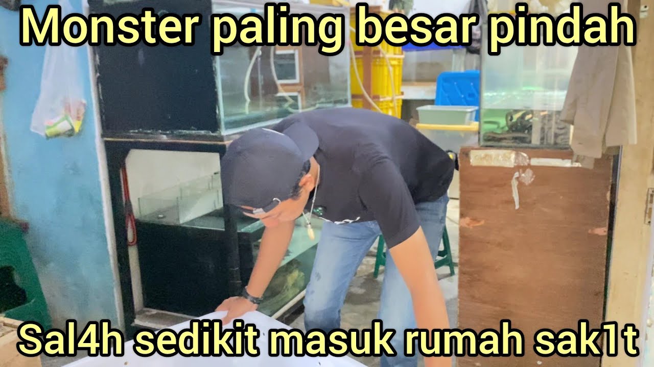DUA MONSTER PELIHARAAN AKHIR NYA PINDAH RUMAH SAL4H SEDIKIT BISA PINDAH KE RUMAH SAK1T