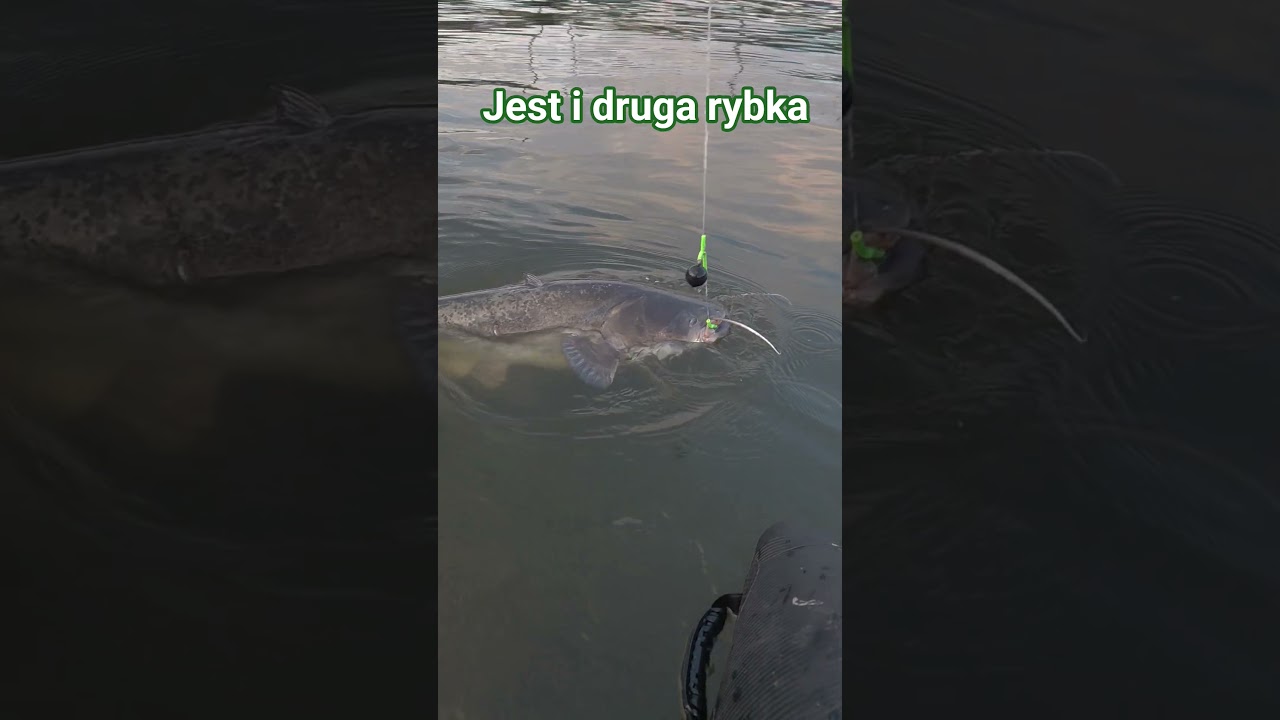 na pokladzie melduje sie druga ryba 