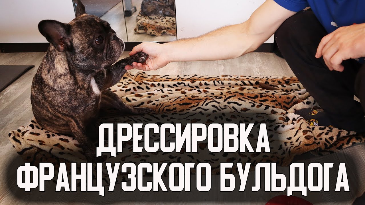 Дрессировка Французского бульдога. Как научить собаку командам